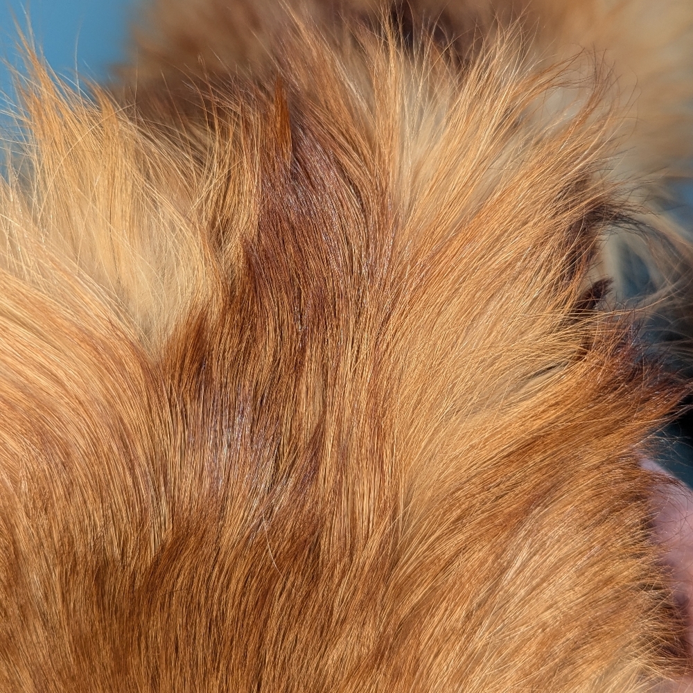 Red Fox Fur Pelt - Tanned Taxidermy, Oddities, Man Cave, Hunting Cabin Decor - Picture 7 of 14